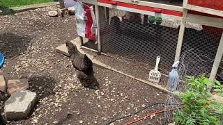 Why Is My Hen Acting Like A Rooster  Five Minute Chicken Tips [upl. by Vicki]