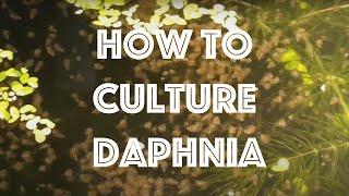 How To Culture Daphnia Magna [upl. by Ariec]