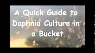 How to culture daphnia outside [upl. by Sucy]