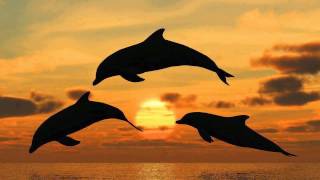 SONIDO DE DELFINES CANTO DE DELFINES DOLPHINS SOUND DOLPHINS SONG 海豚声 [upl. by Alleusnoc764]