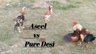 Aseel vs pure desi murga [upl. by Azerila]