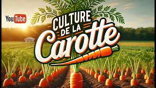 La carotte  culture semis plantation entretien récolte [upl. by Feltie]