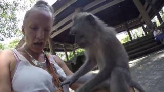 Monkeys Forest Ubud [upl. by Caasi]