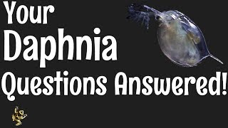 Daphnia Questions Answered [upl. by Ormiston]