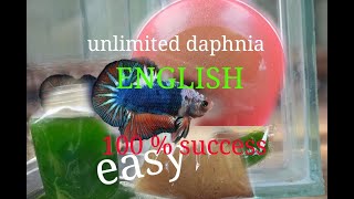 daphnia moina culture Easy way Unlimited production English  with sub Green water Chlorella [upl. by Carrington642]