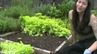 How to grow lettuce [upl. by Samau]