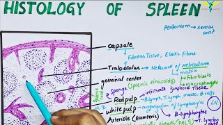 Histology of spleen [upl. by Etteneg]