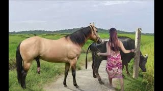 My sister training care her lovely horse in beginner 2021 [upl. by Albertson]