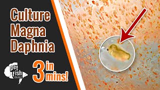 How to culture DAPHNIA MAGNA  The easy way [upl. by Dannel]