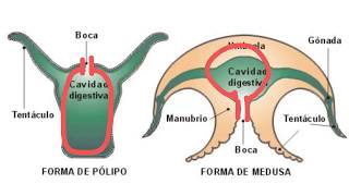 Invertebrados Poríferos y cnidarios  1ESO [upl. by Enived]