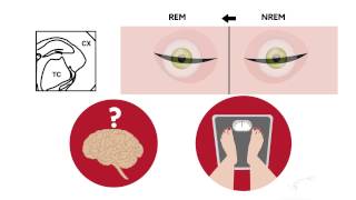 A brain pathway to control sleep [upl. by Jenne871]