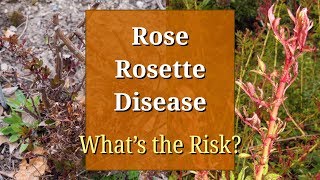 Rose Rosette Disease Witches Broom Virus [upl. by Aihsetan]