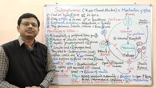 Diabetes Mellitus Part10 Mechanism of Action of Sulfonylurease  Antidiabetic Drugs  Diabetes [upl. by Ellekram]