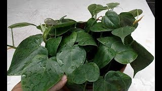 Philodendron Leaf amp Stem Cuttings in Water amp Soil [upl. by Naraj646]