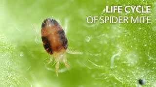 Life cycle of spider mite [upl. by Atalaya]