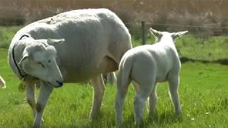 Schapen en lammetjes de wei in lange versie [upl. by Daphie]