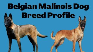 Belgian Malinois Dog Breed Profile [upl. by Firman]