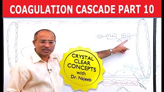 Coagulation Cascade  Part 1012 [upl. by Yordan]