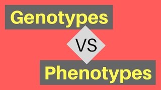 Genotype vs Phenotype  Understanding Alleles [upl. by Nesto739]