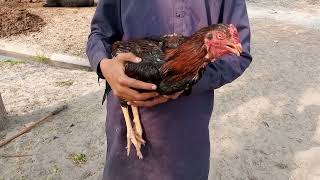 Quality Aseel Hen  Daily new video new aseel adnan sial [upl. by Imiaj]