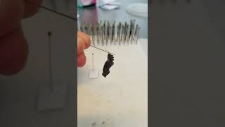 How to rehang a fallen Butterfly Chrysalis [upl. by Anaynek593]