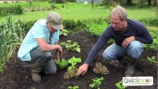 How To Grow Lettuce  Step by Step [upl. by Anirhtak]