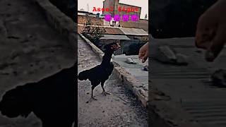 The Most Aggressive Chicken On Earth [upl. by Akcired]