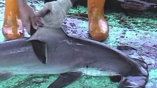 Over 73 Million Sharks Killed Every Year for Fins [upl. by Atnwahsal]