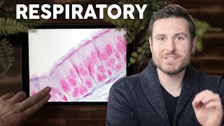 Respiratory Lung Histology Explained for Beginners  Corporis [upl. by Eldrida]