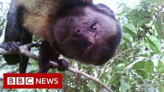 Amazon Deforestation  BBC News [upl. by Blood]