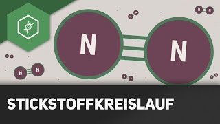 Stickstoffkreislauf einfach erklärt  Stoffkreisläufe 1 [upl. by Nanfa523]