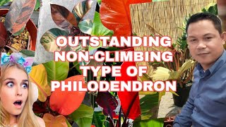 TOP 10 Most beautiful and Colorful NonClimbing Philodendron types for Collection [upl. by Netsirt]