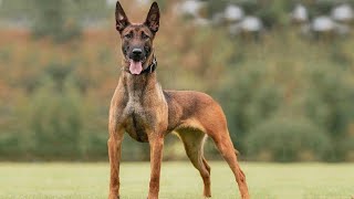 10 Facts About Belgian Malinois That You Dont Know [upl. by Ottilie]