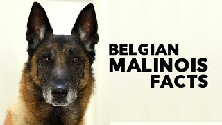 Belgian Malinois Everything You Need to Know [upl. by Aekerly]