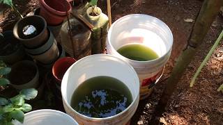 How to grow Green Water Algae [upl. by Seppala]