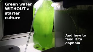 Green Water WITHOUT a Starter Culture  From Scratch  How To [upl. by Oibirot]