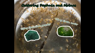 How To Culture Daphnia and Moinas using Green Water Spirulina powder [upl. by Richella100]