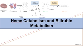 Heme Catabolism and Degradation Pathway  Biochemistry Lesson [upl. by Yeloc547]