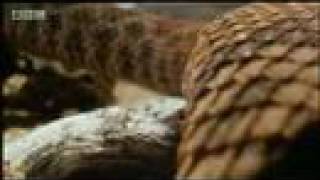 Hawk vs snake  BBC wildlife [upl. by Filippa]