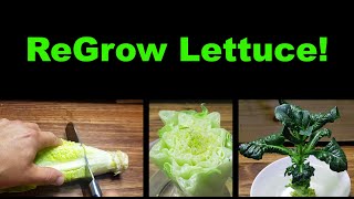 How To Regrow Lettuce From Itself [upl. by Grory]