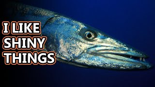 Barracuda facts a torpedolike fish  Animal Fact Files [upl. by Henka]