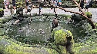 UBUD MONKEY FOREST [upl. by Johst437]