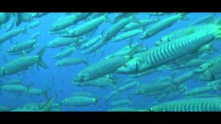 Barracuda Documentary [upl. by Jocelyne49]