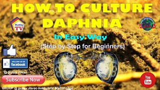 HOW TO CULTURE DAPHNIA In Easy Way [upl. by Busby]