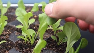 How to Grow Lettuce From Seed Indoors amp Harvest in One Month  LucasGrowsBest [upl. by Eckblad]