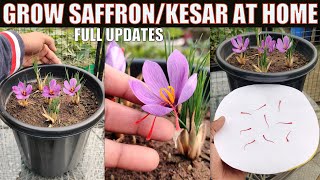 Grow SaffronKesar at Home  SEED TO HARVEST [upl. by Ebarta633]