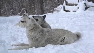 Magical Moment Three Wolves Howling in the Snow [upl. by Amitie]